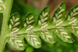 Deparia petersenii subsp. congrua. Abaxial surface of primary pinnae showing indusia elongated along the veins, with a few arranged back-to-back. 
 Image: L.R. Perrie © Leon Perrie CC BY-NC 3.0 NZ